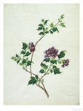 Shrubby Althaea   19th Century