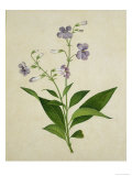 Bush Thunbergia  c1800-1840