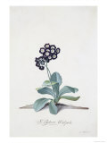 Primula