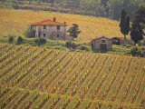 Vineyard  Greve in Chianti  Tuscany  Italy