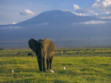 Elephant  Mt Kilimanjaro  Masai Mara National Park  Kenya