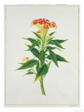 Botanical Illustration of a Red Flowering Plant
