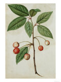 Botanical Study of Cherry