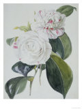 Botanical Watercolour: Camelia