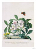 True Black Hellebore