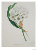 Ornithogalum Caudatum  the Star of Bethlehem