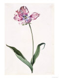 Tulip  A Botanical Illustration  A Botanical Illustration