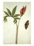 Botanical Study of a Dragon Lily and Butterfly