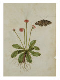 Botanical Study of a Daisy and Painted Lady Butterfly