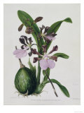 Orchid