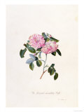 Striped Monthly Rose  A Botanical Illustration