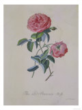 Red Provence Rose  A Botanical Illustration