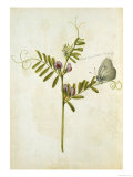 Vetch and Black Veined White Butterfly
