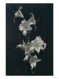 White Lilies  c1883