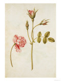 Botanical Study of a Pink Rose