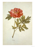 Botanical Study of a Peony