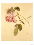 Botanical Illustration  Red Rose