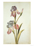 Botanical Study of an Iris