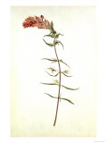 Botanical Study of Field Cow-Wheat