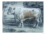 Leicestershire Bull  18th Century