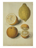 Botanical Study of Oranges and Lemons