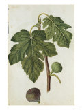 Botanical Study of a Fig