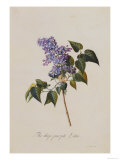 The Deep Purple Lilac  A Botanical Illustration