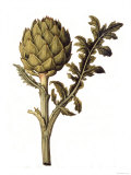 Botanical Study of a Globe Artichoke