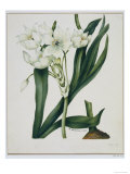 White Flowers with Long Dark Green Leaves