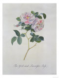York and Lancaster Rose
