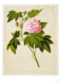 Botanical Illustration of Cotton Rose Hibiscus