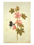 Botanical Study of Mallow and Flagfly