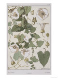 Botanical Diagram of Bind Weed