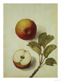Botanical Study of an Apple