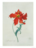 Perroquet Rouge  A Botanical Illustration