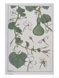 Botanical Diagram of a Gourd