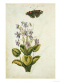 Botanical Study of a Violet