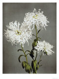 Chrysanthemum  19th Century
