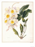 Botanical Watercolour: Orchid  Dendrobium Farmerii
