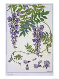 Botanical Diagram of Glycine
