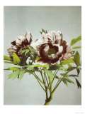 Tree Peony  19th Century