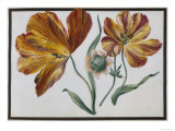 Flower Study: Plate No11