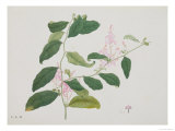 Drawing of a Flower  Pink Flowers with Large Green Leaves
