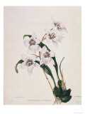 Botanical Watercolour: Orchid  Odontoglossum Cervantesii