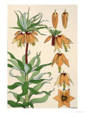 Botanical Diagram of Crown Imperial