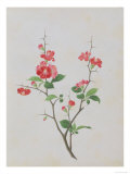 Bright Red Flowers  Thorns and Small Leaves
