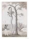 Print Engraving of the Skinning of the Aboma Snake