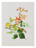 Large Bright Orange Flowers and Large Green Leaves