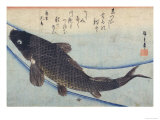 Print of Carp in a Stream