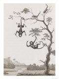 Quato and Saccawinkee Monkeys